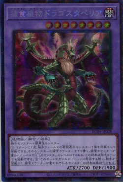 画像1: 捕食植物ドラゴスタペリア RC04-JP028（コレクターズレア）