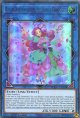 【特価品】英語版 幻奏の華楽聖ブルーム・ハーモニスト DUOV-EN020 1st（ウルトラレア）