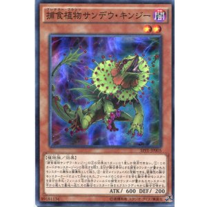 画像: 【特価品】捕食植物サンデウ・キンジー SPFE-JP005（スーパーレア）