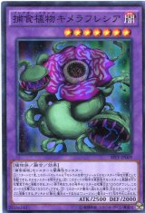 画像: 【特価品】捕食植物キメラフレシア SPFE-JP009（スーパーレア）