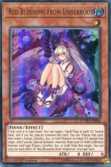 画像: 【特価品】英語版 カクリヨノチザクラ DUDE-EN006 1st（ウルトラレア）